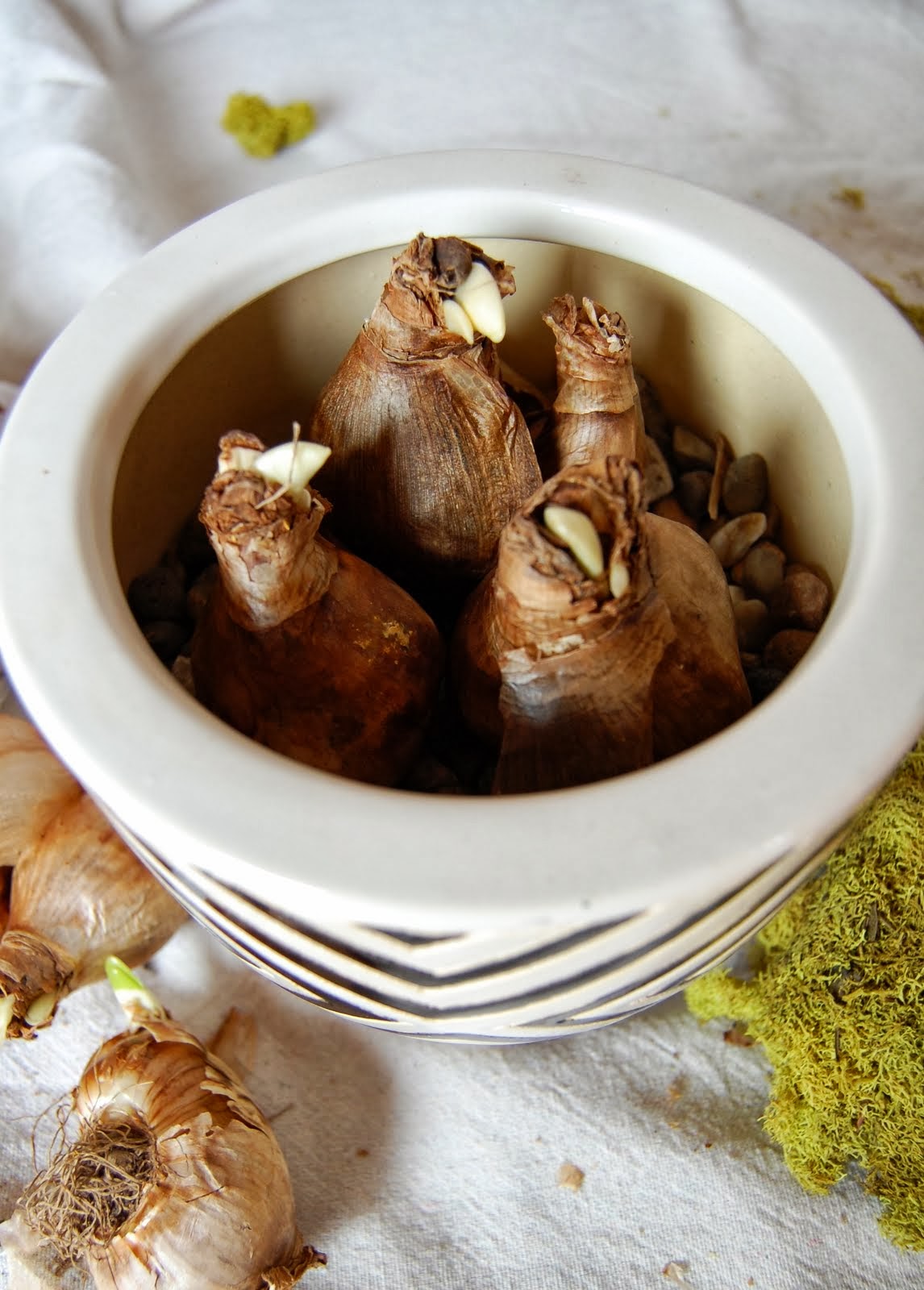 Forcing Daffodil Bulbs {DIY} / Desert Willow Lane