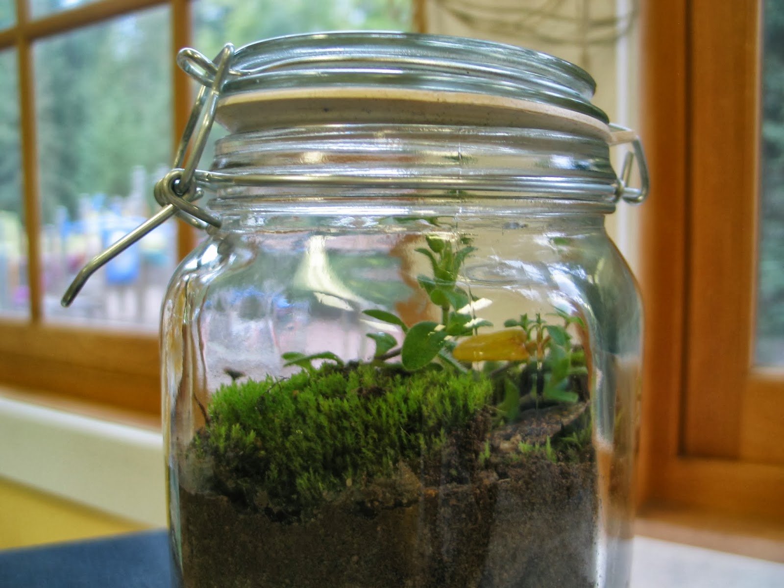 Learning in Place Building a terrarium to learn about the water cycle