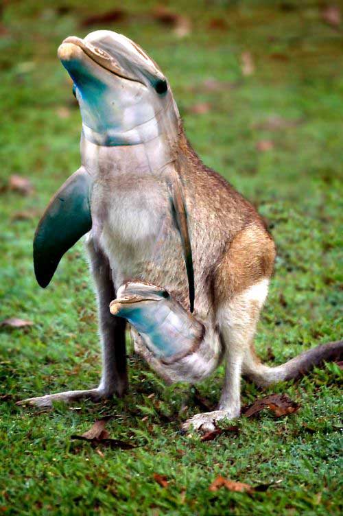 Kangaroo+Dolphin+Funny+Photoshop+Picture+Animal+Pet.jpg