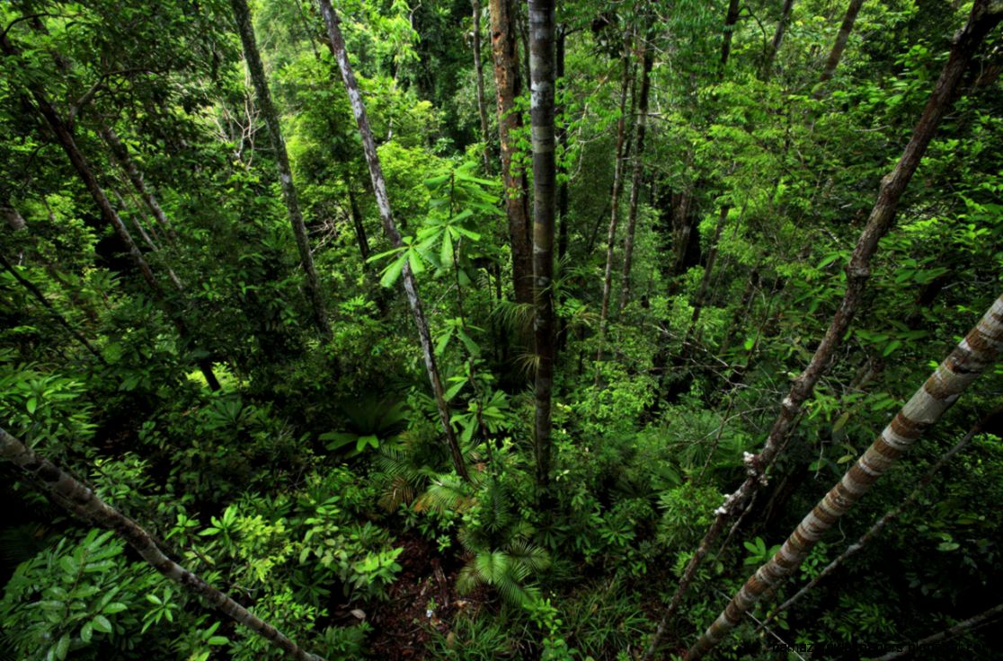 Loss of animals spells doom for diversity of rainforest trees Loss of animals spells doom for diversity of rainforest trees