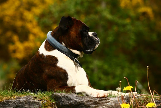 boxer dog portrait   