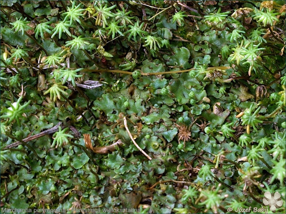 Marchantia polymorpha - Porostnica wielokształtna