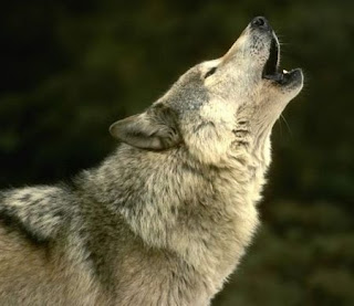 howl wolf wolve loup lup lobo varg byk vlk mbwa mwitu kurt hunt ulv vuk ujk wild huisdieren Haustiere husdjur animales domesticos wallpaper dog breeds wolfdog pets