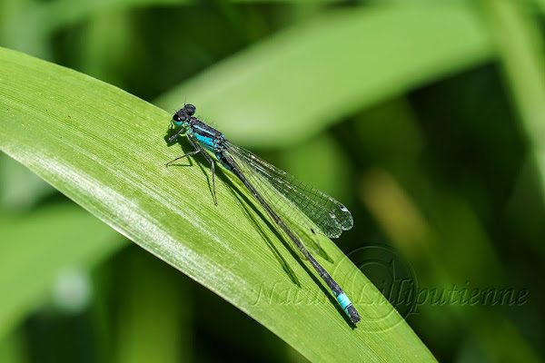 Agrion élégant