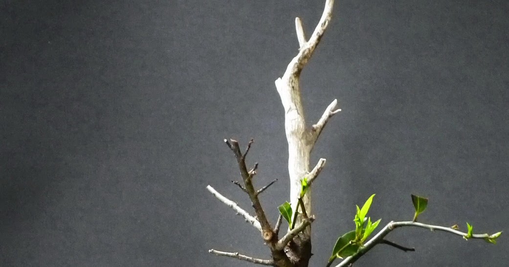 Scented Leaf Bay Laurel Bonsai