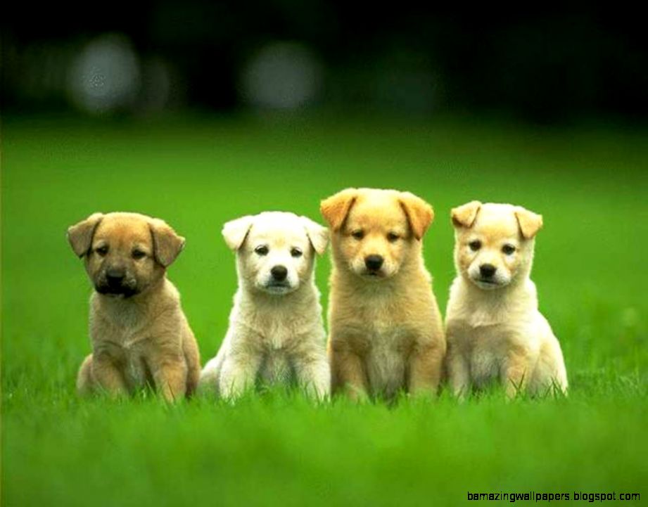 Cute Puppies Background Desktop Background Desktop Backgrounds HQ Cute Puppies Background Desktop Background Desktop Backgrounds HQ