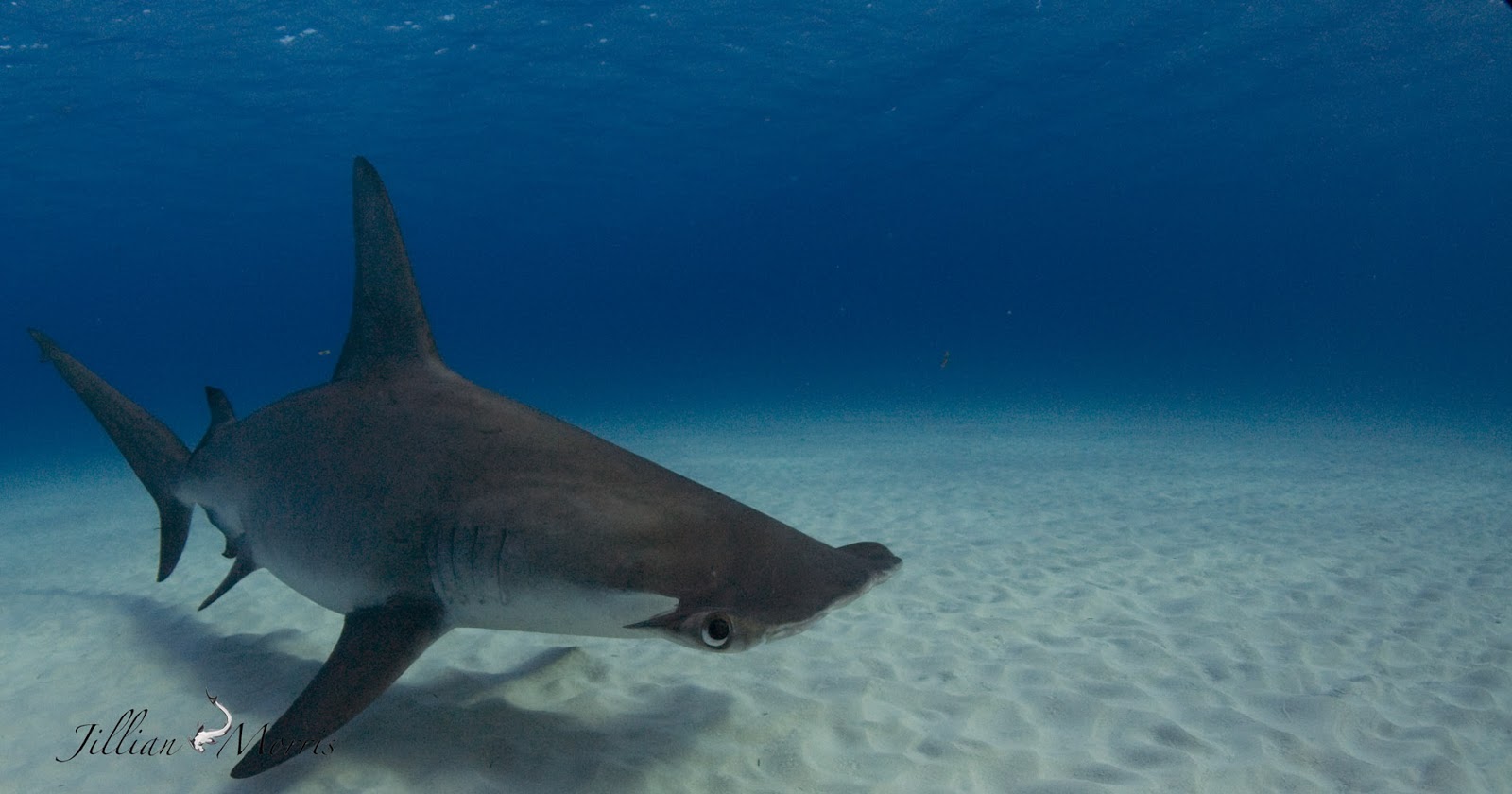 THE ADVENTURES OF SHARK GIRL : Great Hammerhead Shark Diving Protocols