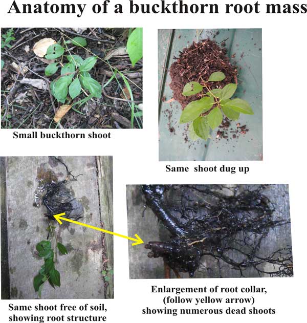 Tom's Blog Anatomy and significance of a buckthorn root collar
