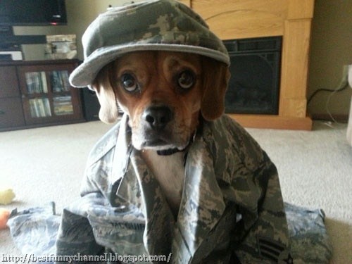Soldier dog