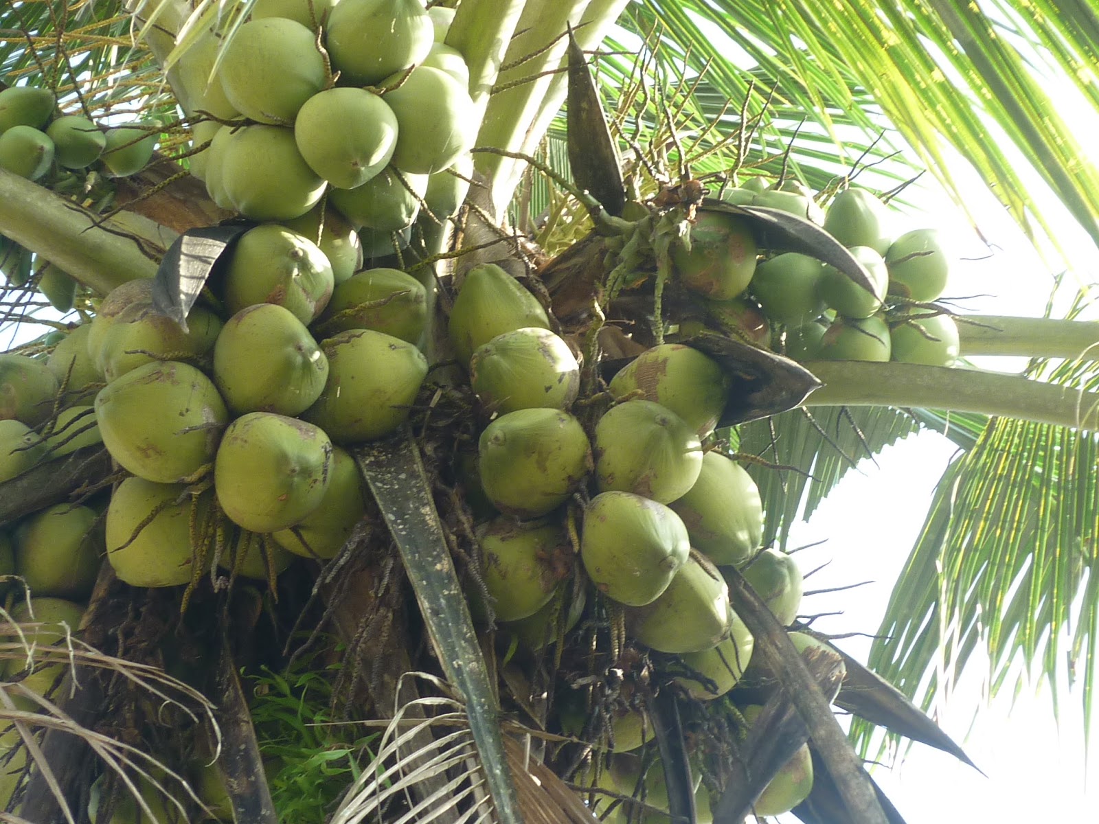 PERTANIAN HIJAU NURSERY: Kelapa