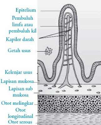 Struktur dan Fungsi Usus Halus Manusia