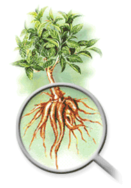 forskolin coleus forskoline forskohlii secondaires effets avantages doses lipolisi poter aumentare mostrato lamiaceae