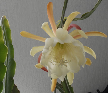 Amarela c/branco - Cactus Orquídea Epiphyllum