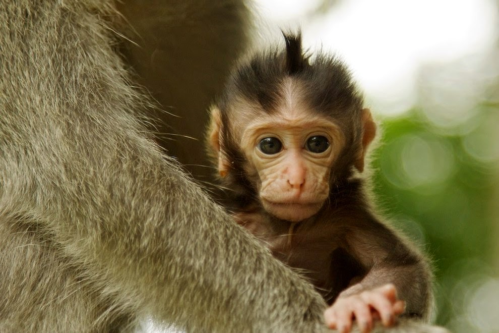 Cute Baby Monkey in Ubud Valley, Bali Island