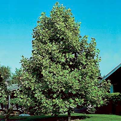 Olive Tree Growing Zone 9 - 9B Hardiness Zone Plants