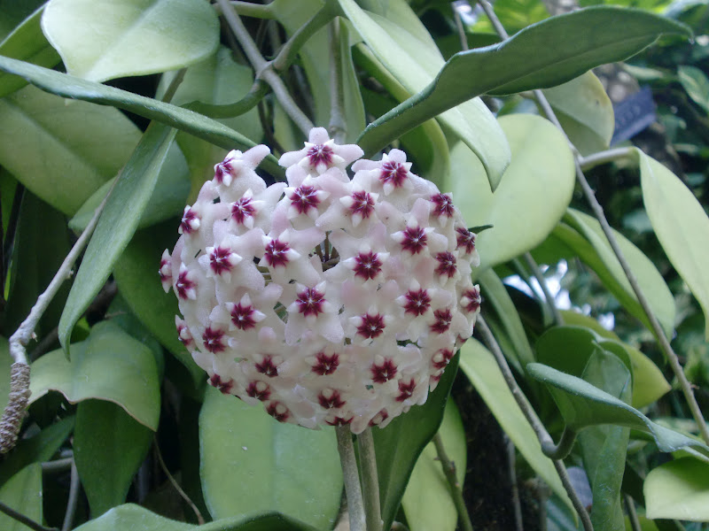 ６０歳で無職の優雅な日々 サクララン 桜蘭