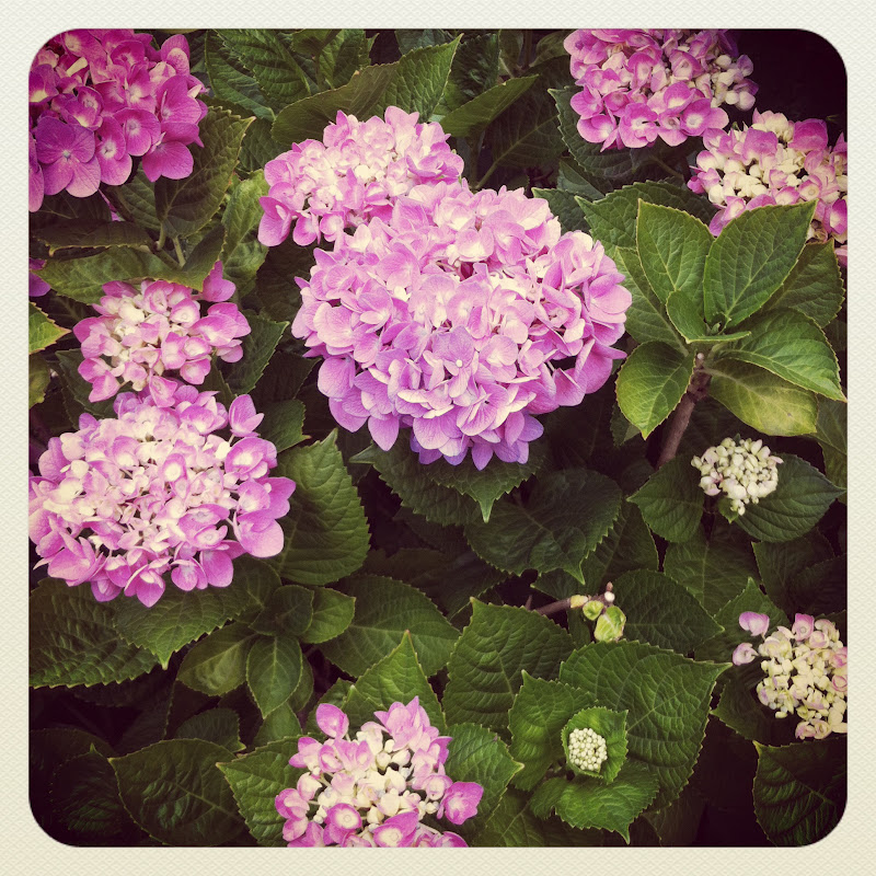 Hydrangeas Les Maritimes Monica Breiz Et La Mer