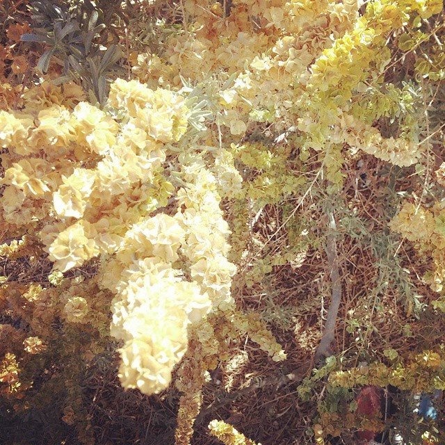Creosote Bush Larrea Tridentata Occurs In The American Southwest