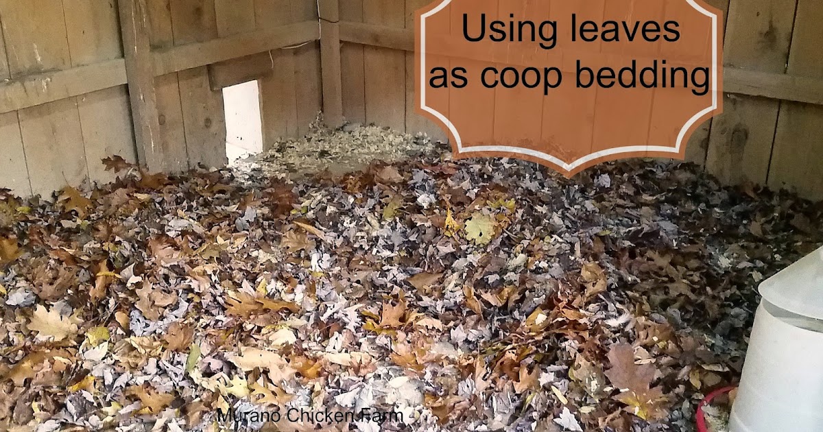 Murano Chicken Farm: Using leaves as coop bedding