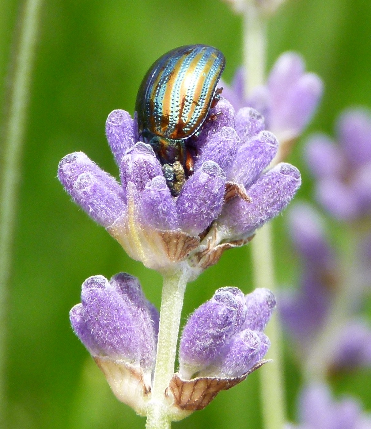 Murfs Wildlife Rosemary Leaf Beetle
