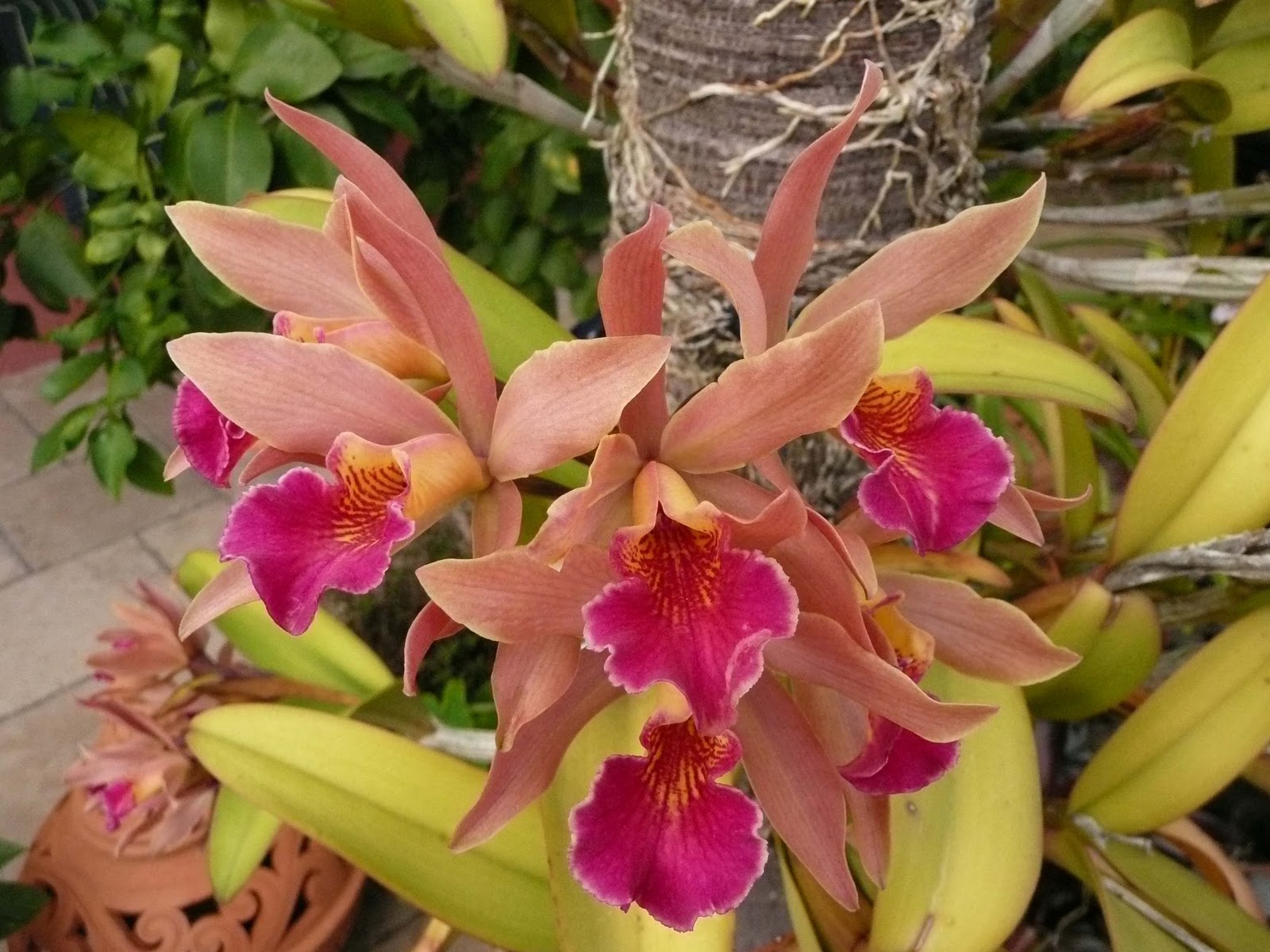 Gardening South Florida Style Plantio La Orquidea & my infamous lc