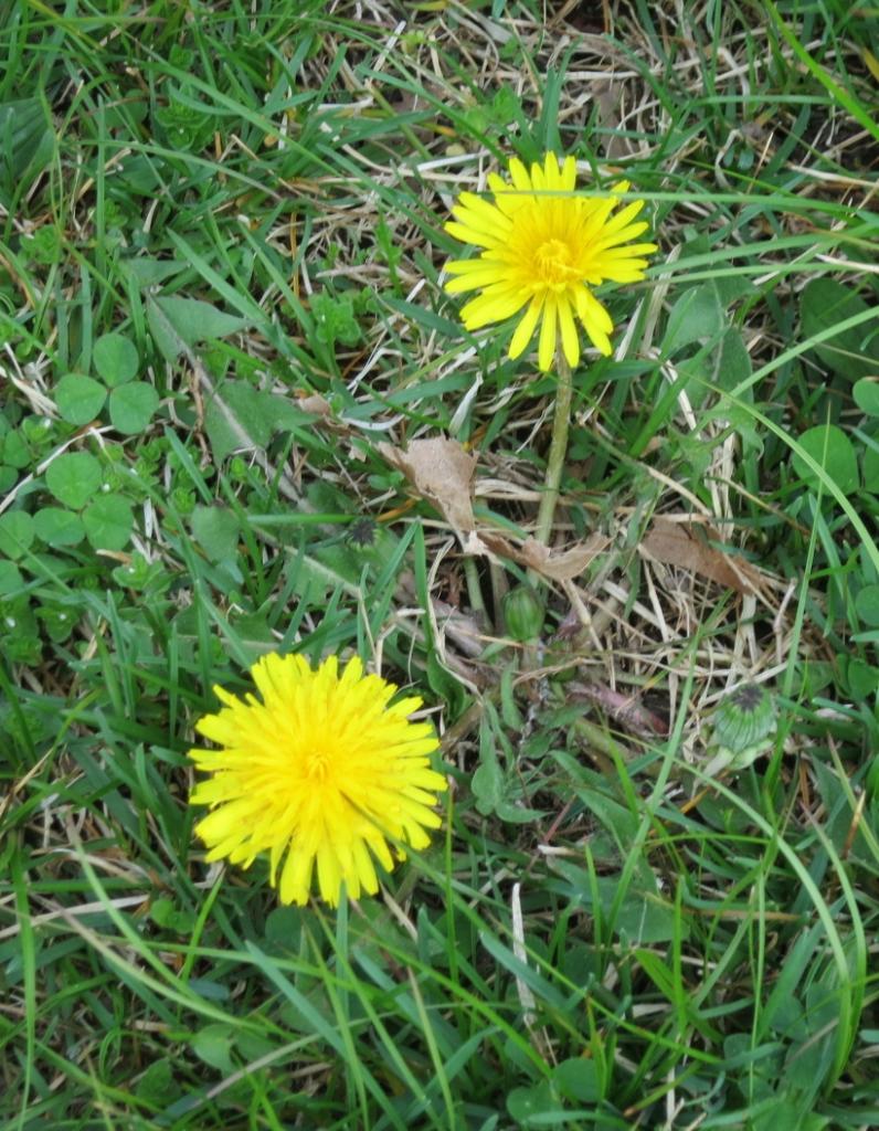 The Foraged Foodie What's in Season? 9 Popular Wild Edibles of MidSpring