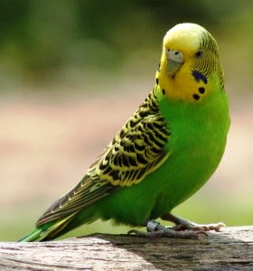 Cara Ternak Burung Parkit, Tips Ternak Burung Parkit, Cara Beternak