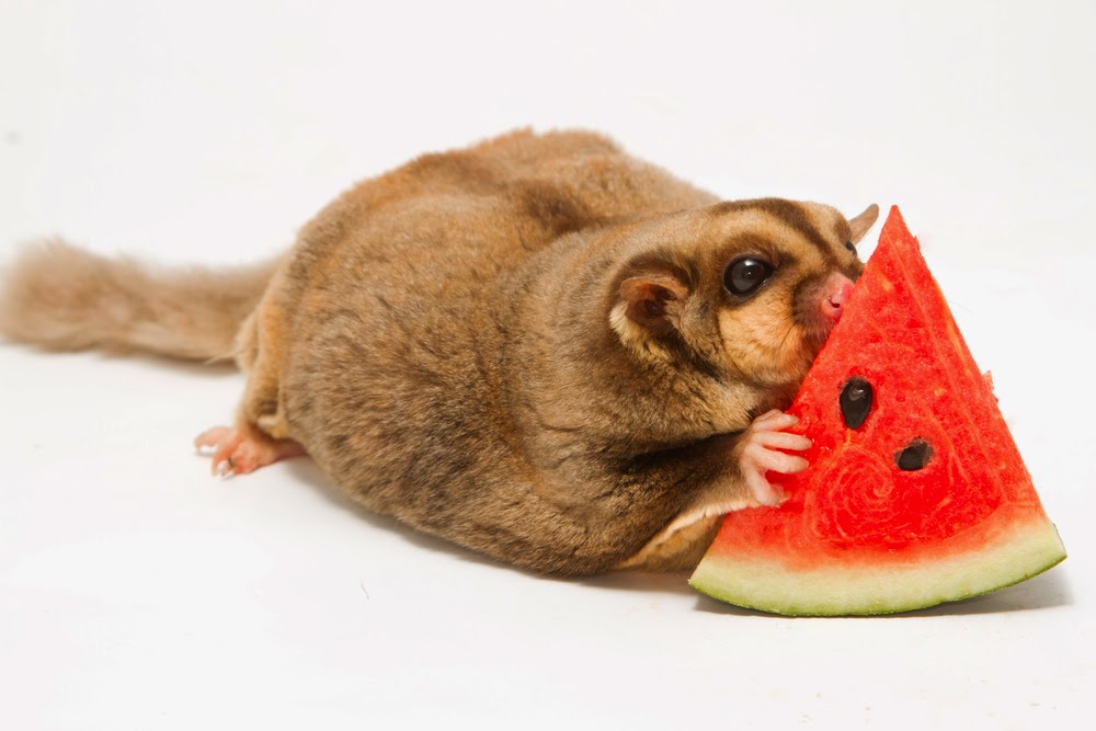 Sugar Glider Store Blog July 2014 Sugar Glider Store