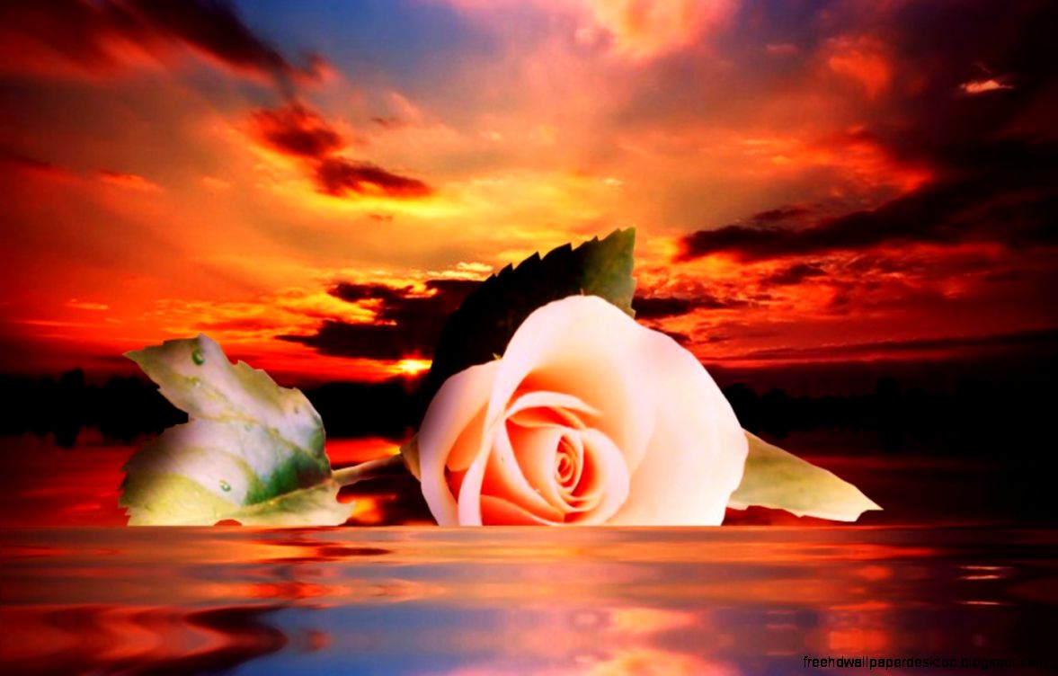 Flowers Sunset Rose Reflection Orange Pink Nature Flower Free Flowers Sunset Rose Reflection Orange Pink Nature Flower Free