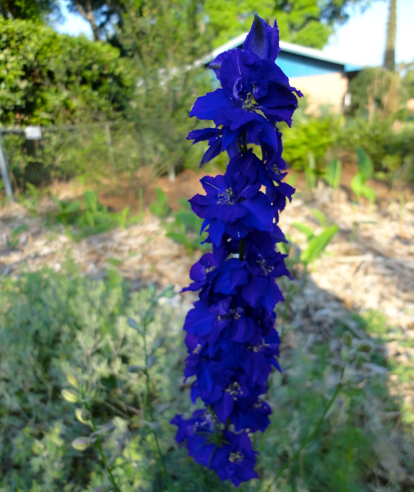 Journey to Natural Larkspur