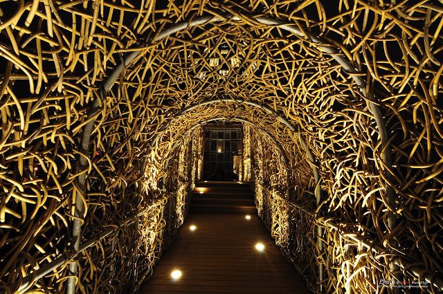 [嘉義] 嘉義森林之歌