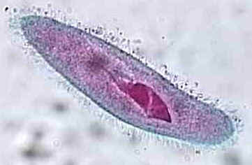 Unicellular Organisms | Bio. Blog
