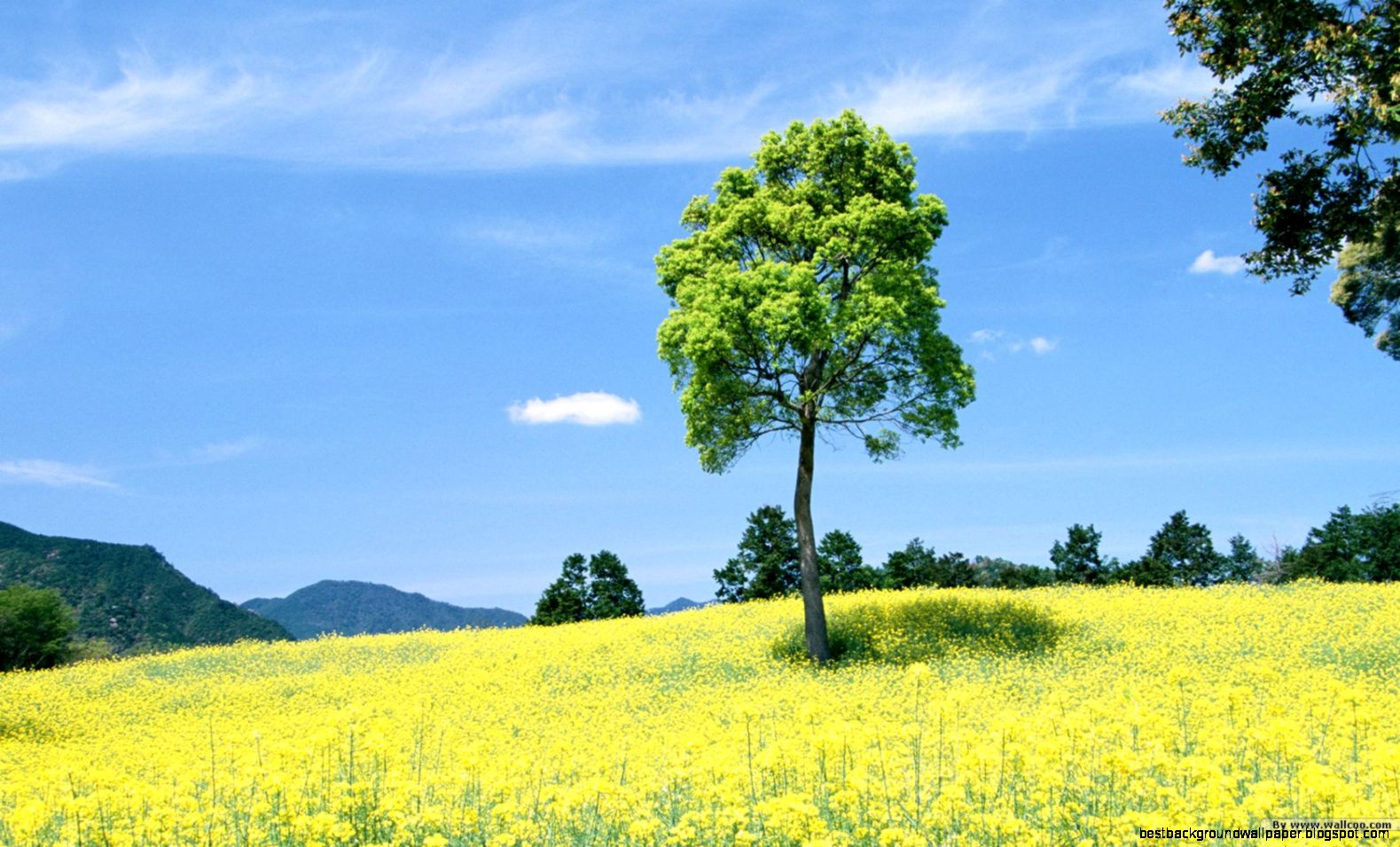 Feeling the Nature   Outdoor relaxation Wallpapers 1680x1050 NO27 Feeling the Nature   Outdoor relaxation Wallpapers 1680x1050 NO27