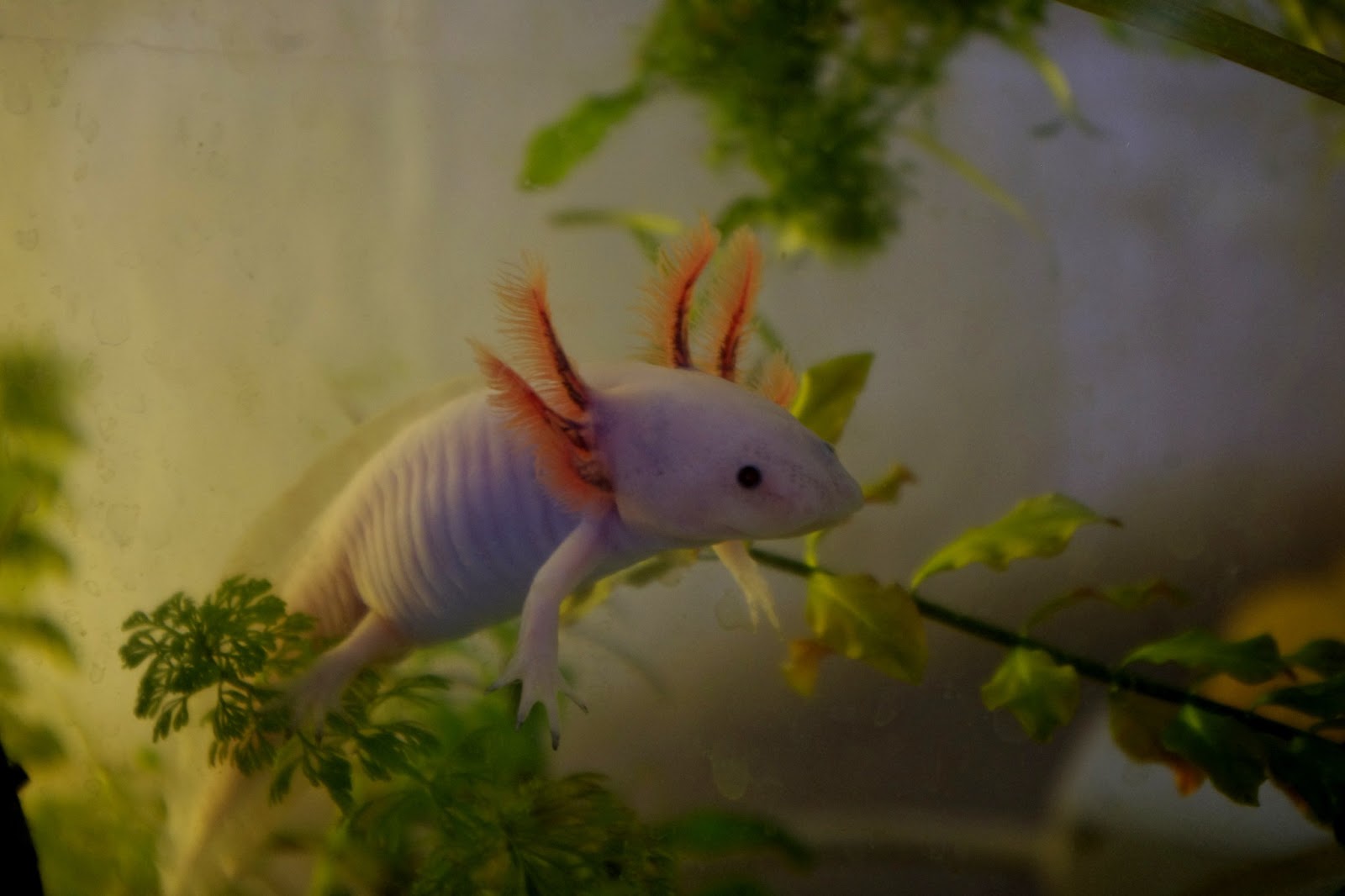 Axolotl