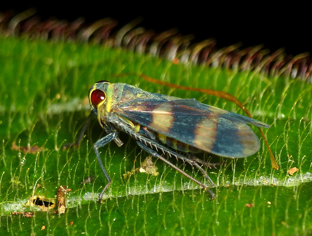 Incríveis fotografias de insetos em Macro