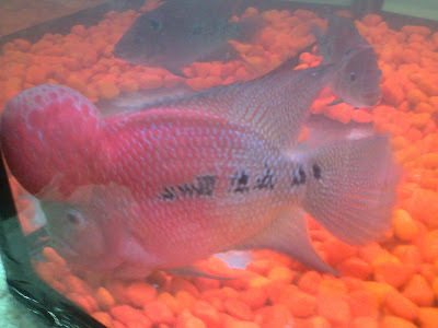 flowerhorn gujarat fish exhibition