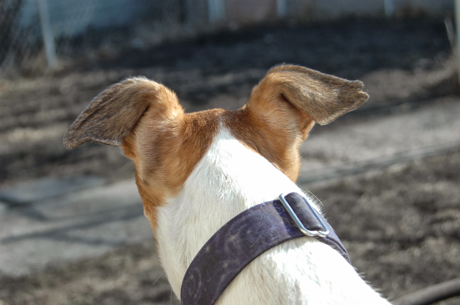 Northern Lights Greyhound Adoption Dog Blog Amazing Greyhound Ears