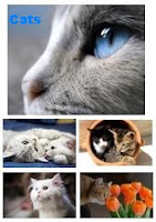  cats pictures photos wallpapers