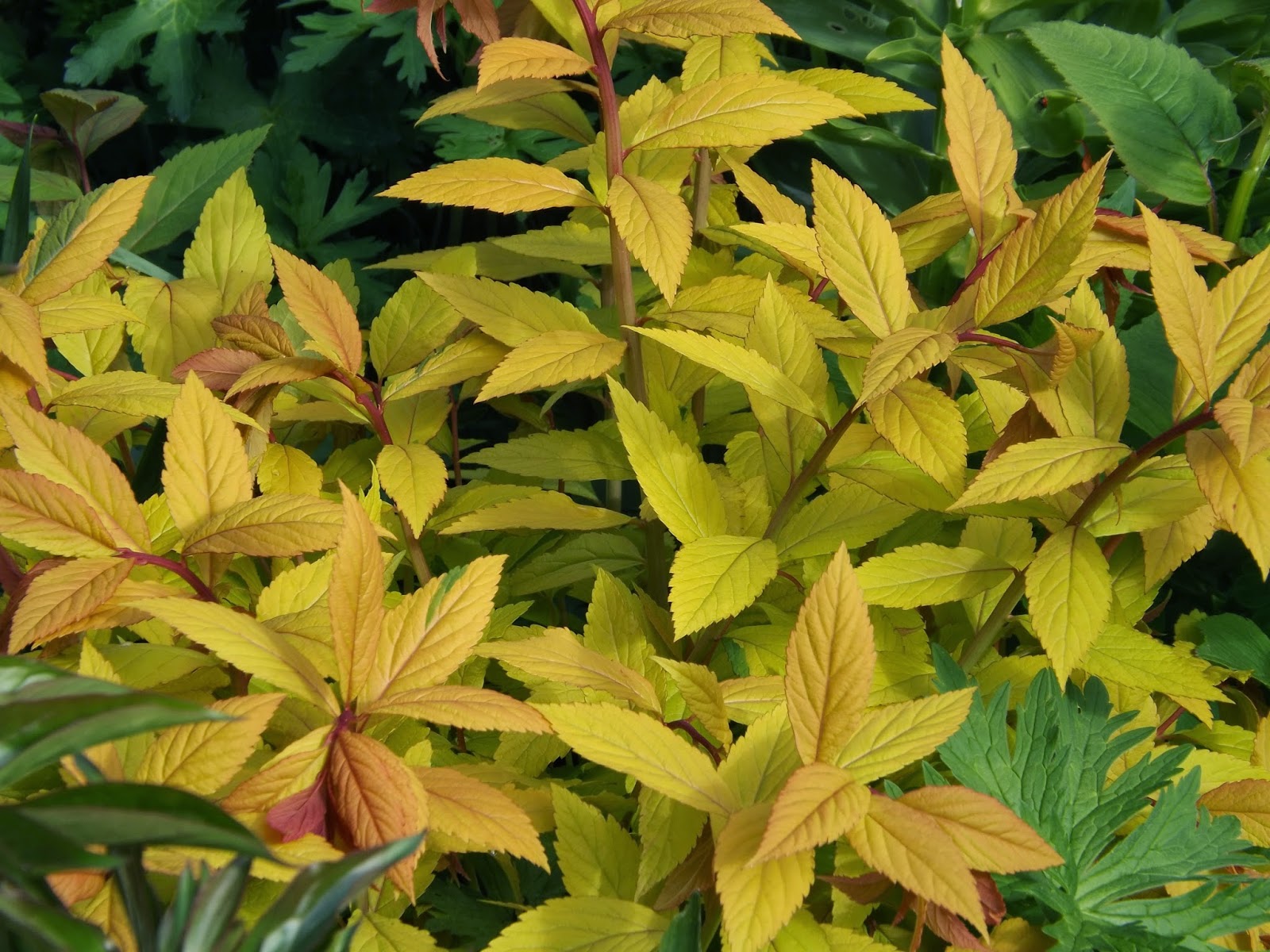 Beechwood Landscape Architecture And Construction Goldflame Spirea
