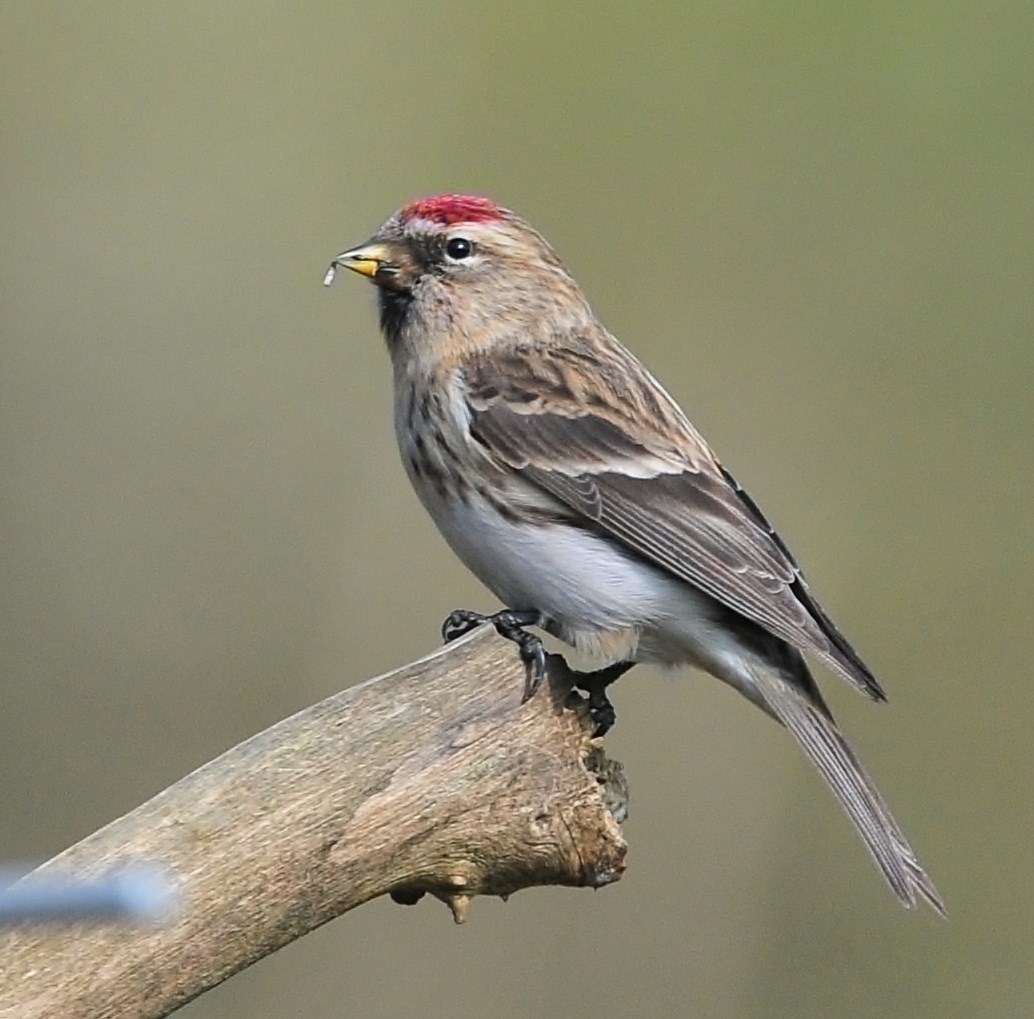 British Wildlife Photography Lesser Redpoll