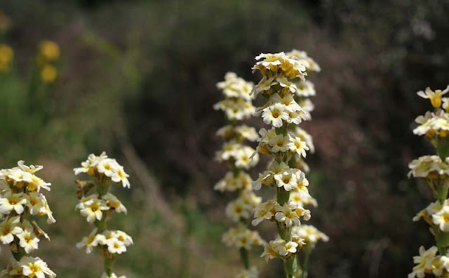 Sisyrinchium Striatum Flowers Pictures