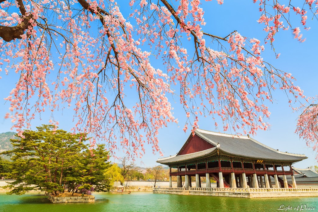 20 mejores países de Oriente Spring+of+Gyeongbokgung,+Korean+Royal+Palace,+Seoul,+South+Korea