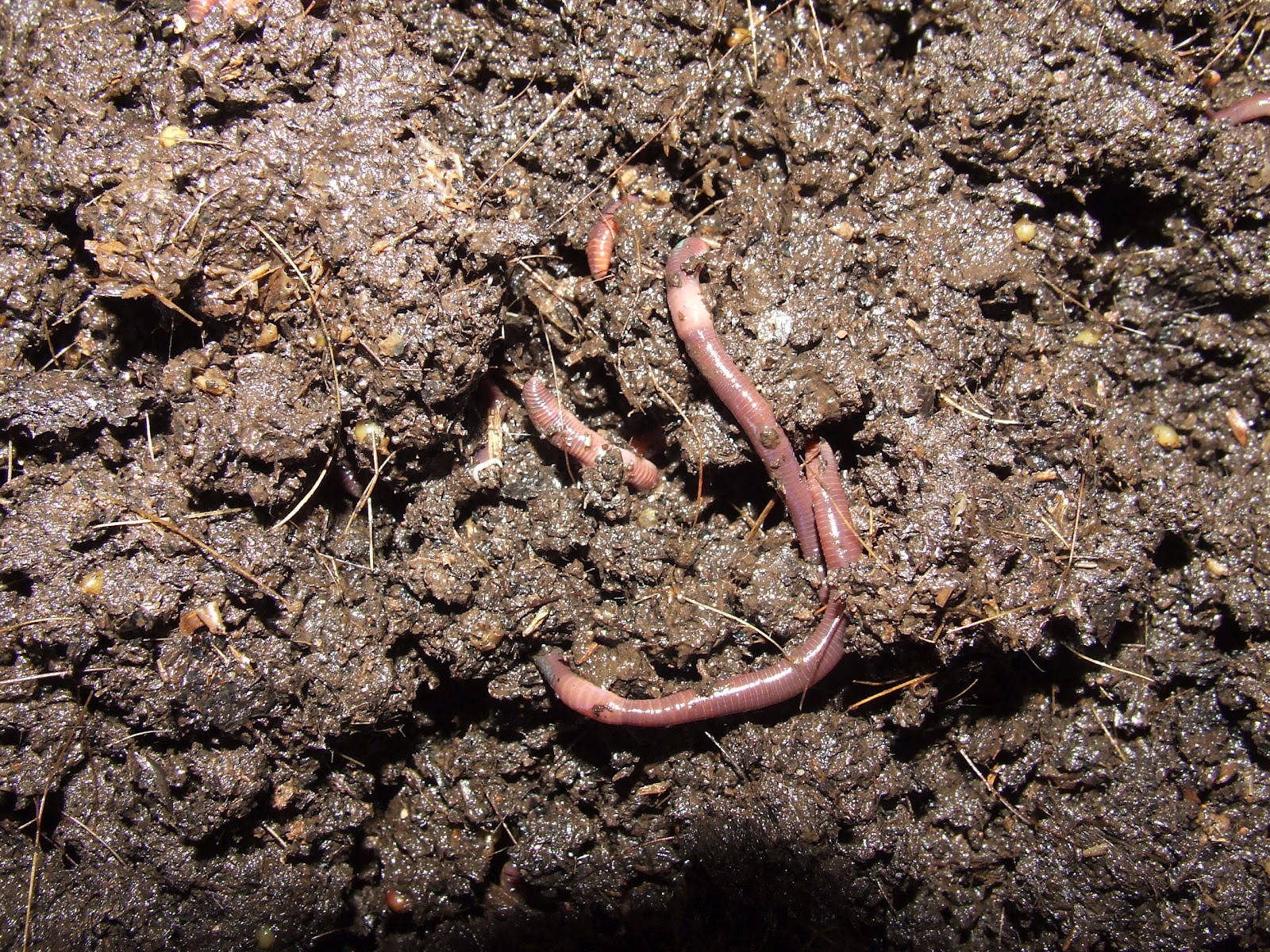 Mating Worms