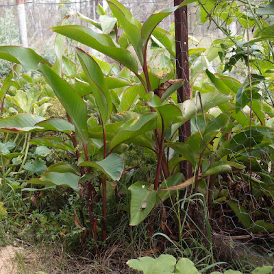 eight acres: how to grow and use the herb arrowroot - Canna edulis