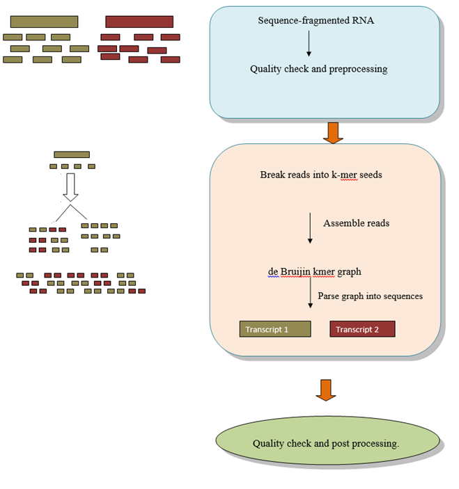Bioinformatics Tools DeNovo Transcriptome Assembly and Annotation