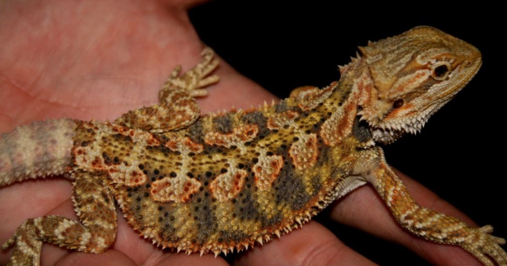 juvenile-bearded-dragon-feeding-schedule.jpg