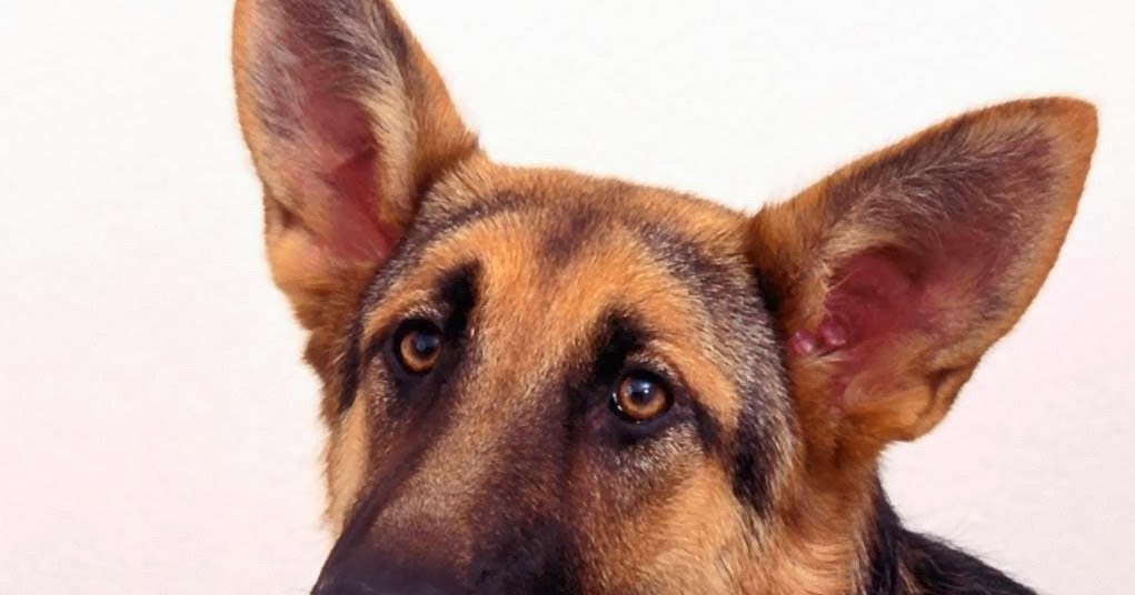 köpek resimleri,köpek cinsleri Alman coban köpegi
