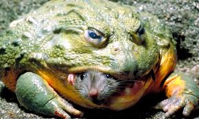 10 Katak Paling Unik Di Dunia