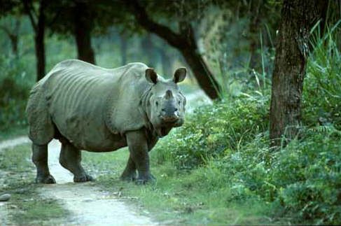 Kaziranga National Park Kaziranga National Park