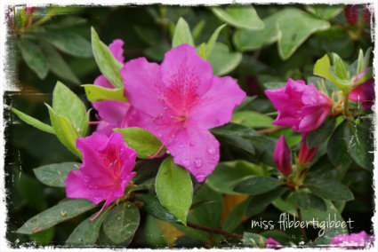 Spring Blooms Azaleas Rhododendrons And Lilacs Schmalz Landscape